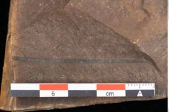 Foto (Detailsansicht) von Quercus palaeoilex Ettingshausen (NHMW-GEO-2024-0188-0823)